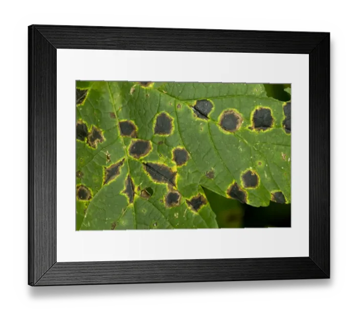 Framed Print : Sycamore Tar Spot (Rhytisma acerinum) lesions on Sycamore (Acer pseudoplatanus) leaf, Maritime Alps, France, September Framed Print : Sycamore Tar Spot (Rhytisma acerinum) lesions on Sycamore (Acer pseudoplatanus) leaf, Maritime Alps, France, September