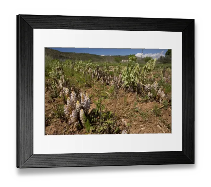 Framed Print : Bean Broomrape (Orobanche crenata) flowering, heavy infestation destroying broad bean crop, Chios, Greece, April Framed Print : Bean Broomrape (Orobanche crenata) flowering, heavy infestation destroying broad bean crop, Chios, Greece, April