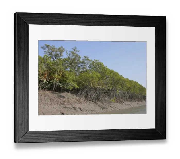 Framed Print : Mangrove forest habitat, Sundarbans, Ganges Delta, West Bengal, India, March Framed Print : Mangrove forest habitat, Sundarbans, Ganges Delta, West Bengal, India, March