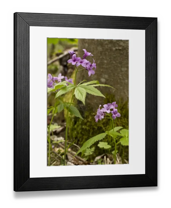 Framed Print : Five-leaved Bittercress (Cardamine pentaphyllos) flowering, Vercors, French Alps, France, May Framed Print : Five-leaved Bittercress (Cardamine pentaphyllos) flowering, Vercors, French Alps, France, May