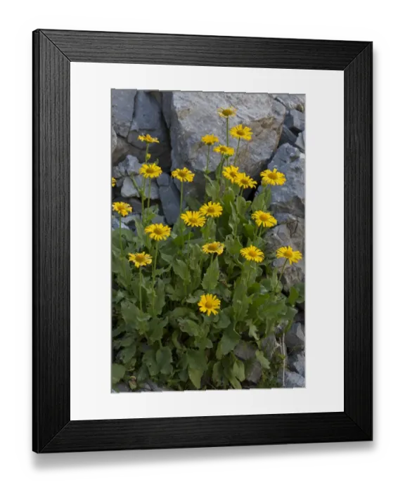 Framed Print : Large-flowered Leopards Bane (Doronicum grandiflorum) flowering, Maritime Alps, France, September Framed Print : Large-flowered Leopards Bane (Doronicum grandiflorum) flowering, Maritime Alps, France, September