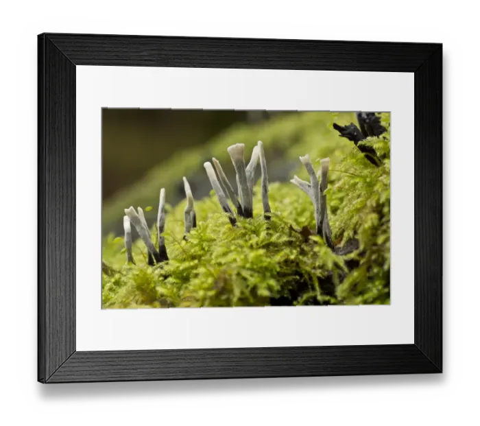Framed Print : Candle-snuff Fungus (Xylaria hypoxylon) fruiting bodies, growing on mossy log, Wiltshire, England, November Framed Print : Candle-snuff Fungus (Xylaria hypoxylon) fruiting bodies, growing on mossy log, Wiltshire, England, November