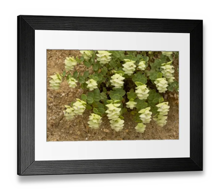Framed Print : Round-leaved Oregano (Origanum rotundifolium) flowering, Pontic Mountains, Anatolia, Turkey, July Framed Print : Round-leaved Oregano (Origanum rotundifolium) flowering, Pontic Mountains, Anatolia, Turkey, July