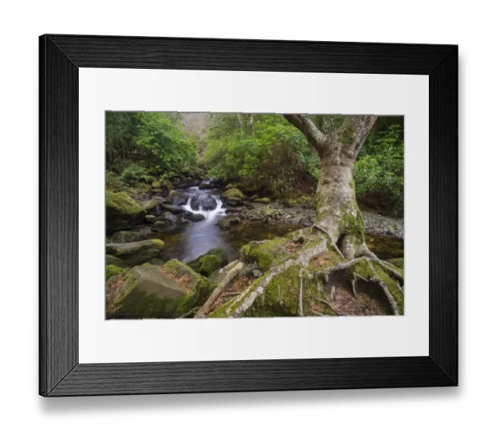 Framed Print : Roots of tree and woodland stream, near Torc Waterfall, Owengarriff River, Killarney N. P Framed Print : Roots of tree and woodland stream, near Torc Waterfall, Owengarriff River, Killarney N. P