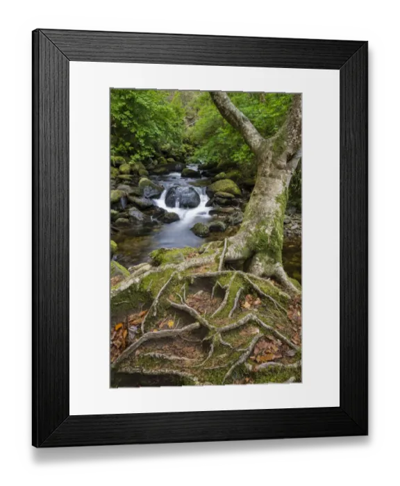 Framed Print : Roots of tree and woodland stream, near Torc Waterfall, Owengarriff River, Killarney N. P Framed Print : Roots of tree and woodland stream, near Torc Waterfall, Owengarriff River, Killarney N. P