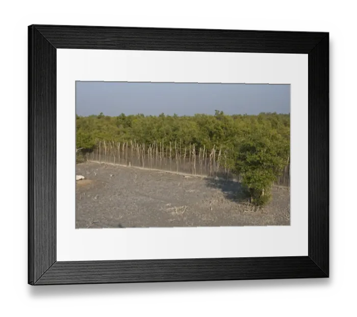 Framed Print : Fence to protect villagers from man-eating tigers, Sundarbans, Ganges Delta, West Bengal, India, March Framed Print : Fence to protect villagers from man-eating tigers, Sundarbans, Ganges Delta, West Bengal, India, March