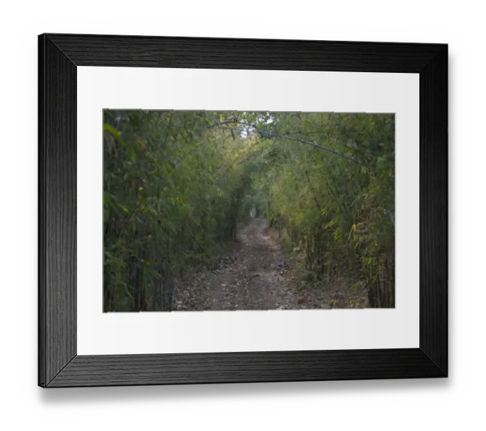 Framed Print : Track through bamboo forest habitat, Tadoba N. P. Maharashtra, India, February Framed Print : Track through bamboo forest habitat, Tadoba N. P. Maharashtra, India, February