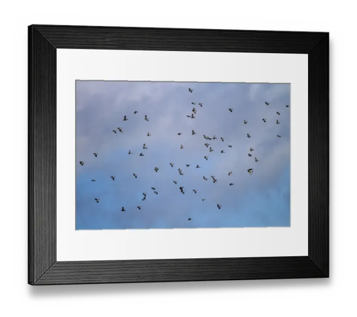 Framed Print : Winter flock of Wood Pigeons Framed Print : Winter flock of Wood Pigeons