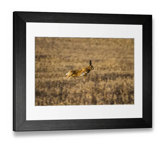 Framed Print : Brown Hare running over stubble field Framed Print : Brown Hare running over stubble field