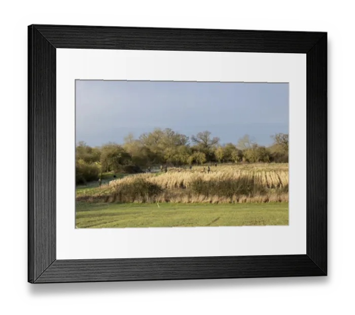Framed Print : Shoot beaters flushing Pheasants from maize cover crop. Suffolk Framed Print : Shoot beaters flushing Pheasants from maize cover crop. Suffolk
