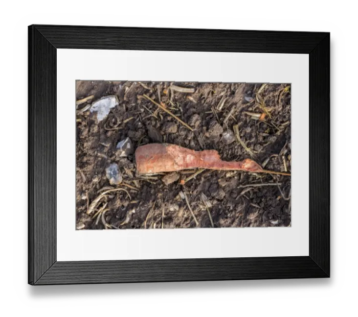 Framed Print : Carrot half eaten by deer or Hares Framed Print : Carrot half eaten by deer or Hares