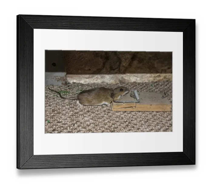 Framed Print : Yellow necked mouse caught in mouse trap Framed Print : Yellow necked mouse caught in mouse trap