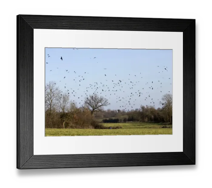 Framed Print : Rooks (Corvus frugilegus) winter flock, in flight over Suffolk farmland Framed Print : Rooks (Corvus frugilegus) winter flock, in flight over Suffolk farmland
