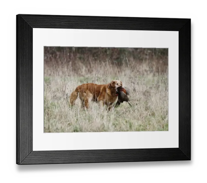 Framed Print : Golden Labrador carrying a cock pheasant Framed Print : Golden Labrador carrying a cock pheasant