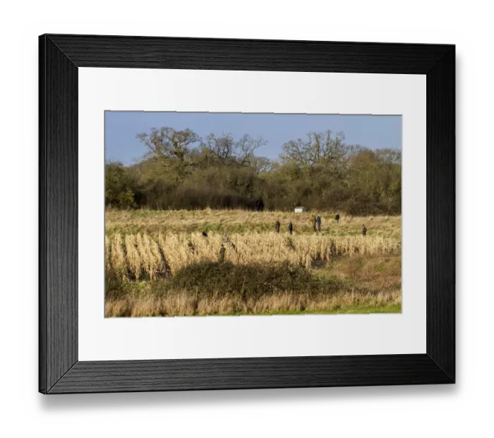 Framed Print : Shoot beaters flushing Pheasants from maize cover crop, Suffolk January Framed Print : Shoot beaters flushing Pheasants from maize cover crop, Suffolk January