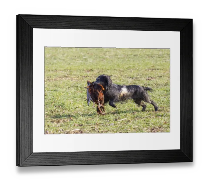 Framed Print : Working cocker spaniel (blue roan) carrying cock pheasant Framed Print : Working cocker spaniel (blue roan) carrying cock pheasant