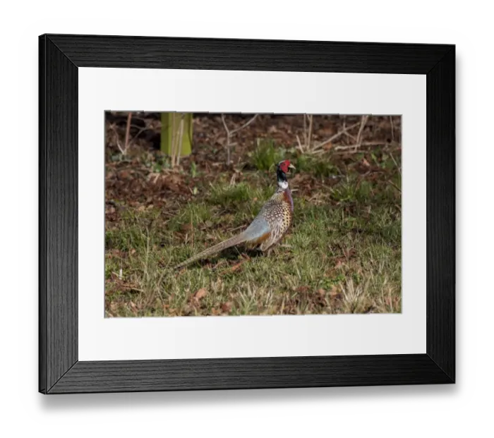 Framed Print : Male or cock Pheasant on autumn leaf litter Framed Print : Male or cock Pheasant on autumn leaf litter