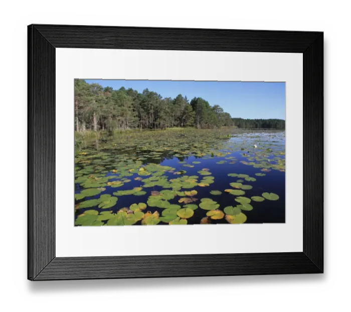 Framed Print : Freshwater loch with waterlilies, Loch Garten, Loch Garten RSPB Reserve, Abernethy Forest N. N. R. Cairngorms N. P Framed Print : Freshwater loch with waterlilies, Loch Garten, Loch Garten RSPB Reserve, Abernethy Forest N. N. R. Cairngorms N. P