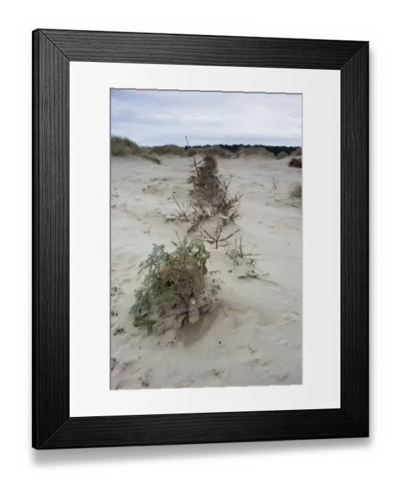 Framed Print : Recycled Christmas trees used on coastal sand dunes to reduce erosion, Formby Point, Merseyside, England, February Framed Print : Recycled Christmas trees used on coastal sand dunes to reduce erosion, Formby Point, Merseyside, England, February