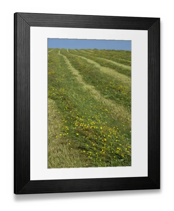 Framed Print : Newly mowed grass in traditional upland hay meadow, Cumbria, England, July Framed Print : Newly mowed grass in traditional upland hay meadow, Cumbria, England, July