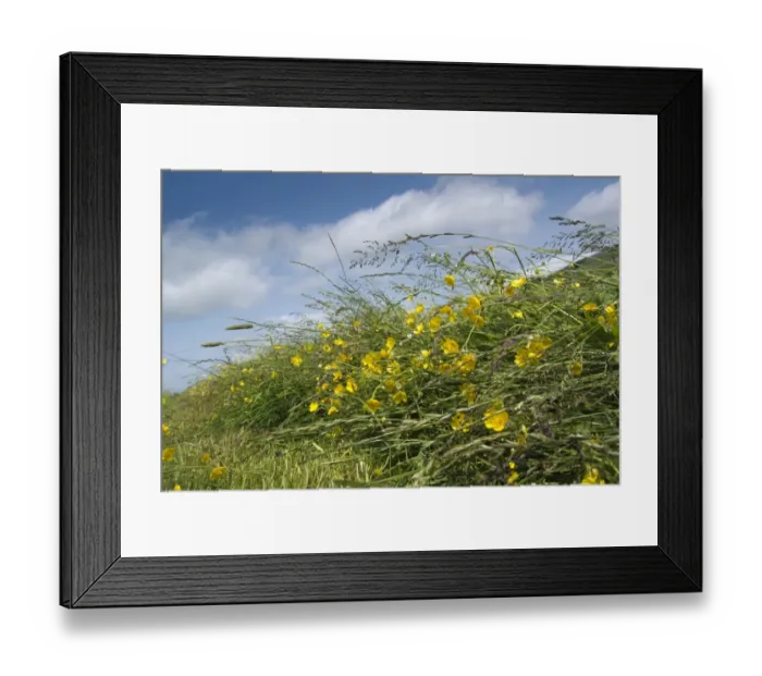 Framed Print : Newly mowed grass in traditional upland hay meadow, Cumbria, England, July