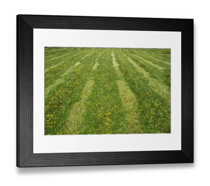 Framed Print : Newly mowed grass in traditional upland hay meadow, Cumbria, England, July