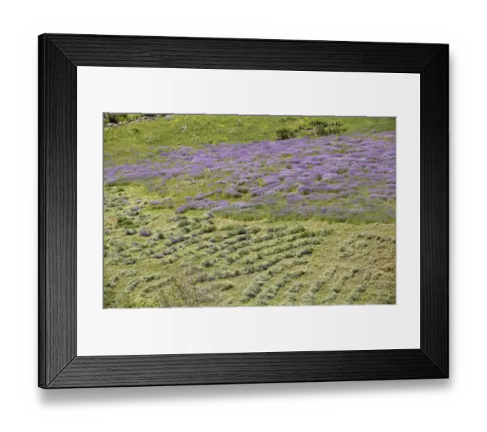 Framed Print : Flowery hay meadow being cut by hand, Vaukdagi Pass, Karakavan Mountains, Pontic Mountains, Anatolia, Turkey, July Framed Print : Flowery hay meadow being cut by hand, Vaukdagi Pass, Karakavan Mountains, Pontic Mountains, Anatolia, Turkey, July