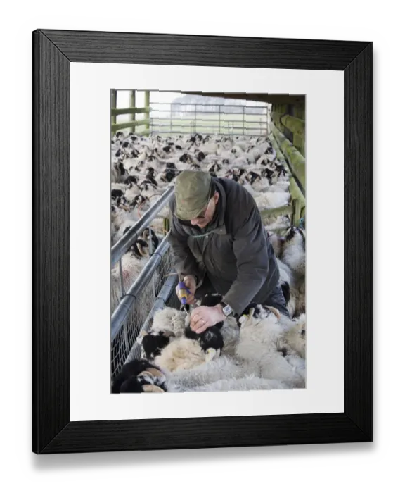 Framed Print : Sheep farming, farmer dosing away wintered Swaledale hoggs with vitamins, England, January Framed Print : Sheep farming, farmer dosing away wintered Swaledale hoggs with vitamins, England, January