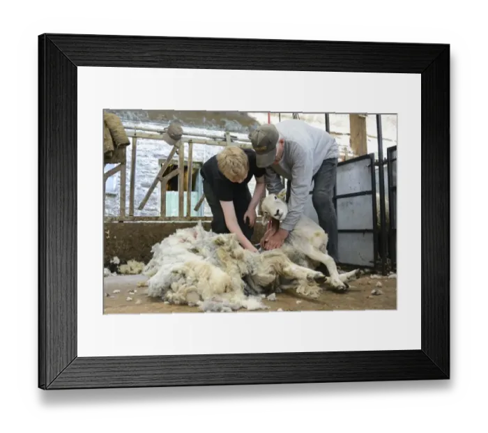 Framed Print : Sheep shearing, boy being taught to shear sheep by grandfather, Cumbria, England, July Framed Print : Sheep shearing, boy being taught to shear sheep by grandfather, Cumbria, England, July