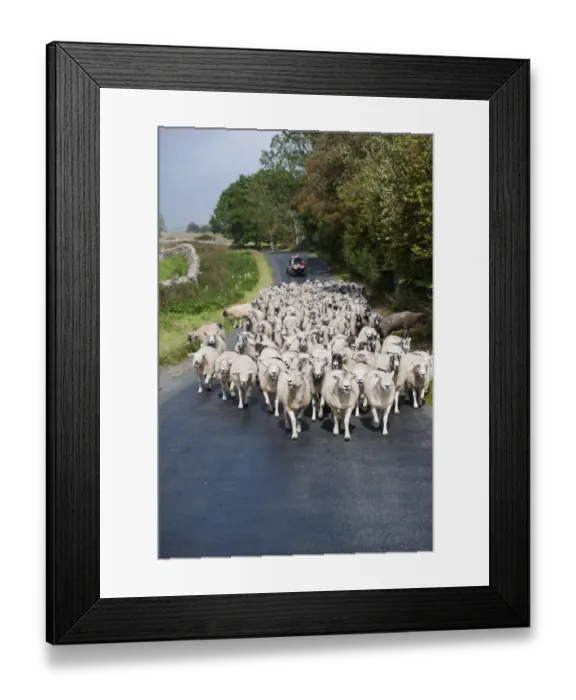 Framed Print : Sheep farming, flock being moved down narrow country road by shepherd on quadbike, Cumbria, England, September Framed Print : Sheep farming, flock being moved down narrow country road by shepherd on quadbike, Cumbria, England, September