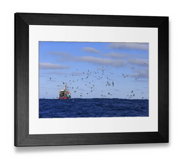 Framed Print : Trawler fishing at sea, being followed by seabirds, including albatrosses and petrels, Cape of Good Hope, Western Cape Framed Print : Trawler fishing at sea, being followed by seabirds, including albatrosses and petrels, Cape of Good Hope, Western Cape