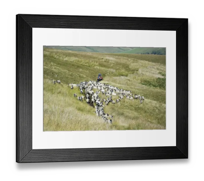 Framed Print : Sheep farming, farmer on quadbike, gathering Swaledale flock off moorland, Cumbria, England, August Framed Print : Sheep farming, farmer on quadbike, gathering Swaledale flock off moorland, Cumbria, England, August