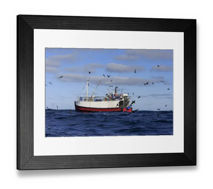 Framed Print : Trawler fishing at sea, being followed by seabirds, including albatrosses, petrels and skuas, Cape of Good Hope