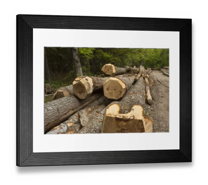 Framed Print : Large felled trunks of Norway Spruce (Picea abies) in forest, Vercors, French Alps, France, May Framed Print : Large felled trunks of Norway Spruce (Picea abies) in forest, Vercors, French Alps, France, May