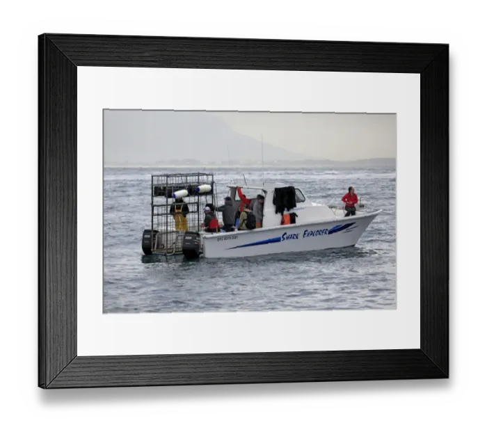 Framed Print : Shark Explorer shark watching boat with dive cage, Simonstown, Western Cape, South Africa, June Framed Print : Shark Explorer shark watching boat with dive cage, Simonstown, Western Cape, South Africa, June