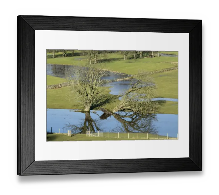 Framed Print : Fallen tree and floodwater on pasture in valley farmland, Burtersett, Wensleydale, Yorkshire Dales N. P Framed Print : Fallen tree and floodwater on pasture in valley farmland, Burtersett, Wensleydale, Yorkshire Dales N. P