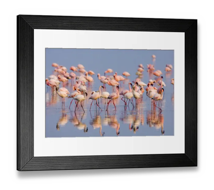 Framed Print : Lesser Flamingo (Phoenicopterus minor) adults and immatures, flock in water, Lake Nakuru, Great Rift Valley, Kenya Framed Print : Lesser Flamingo (Phoenicopterus minor) adults and immatures, flock in water, Lake Nakuru, Great Rift Valley, Kenya