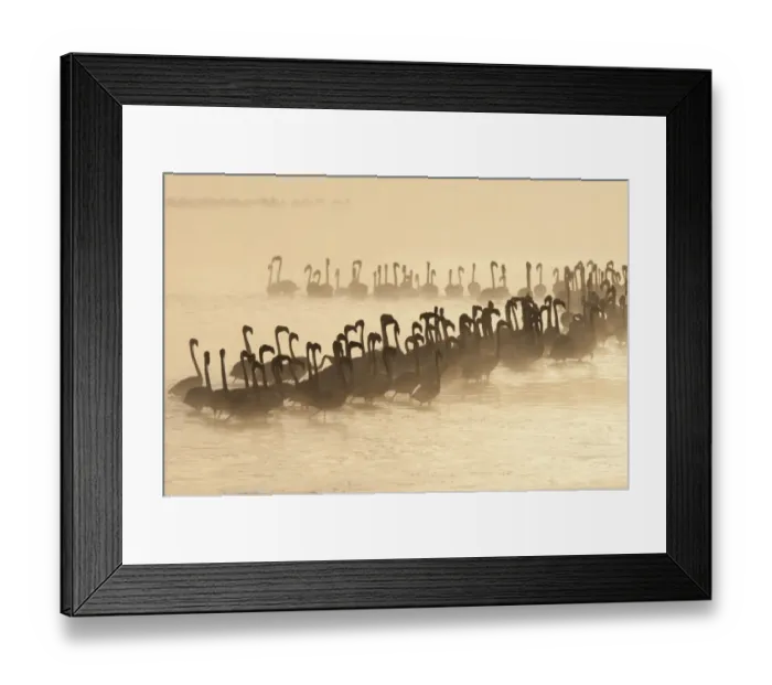 Framed Print : Lesser Flamingo (Phoenicopterus minor) flock, silhouetted in lake at sunrise, Lake Nakuru, Great Rift Valley, Kenya Framed Print : Lesser Flamingo (Phoenicopterus minor) flock, silhouetted in lake at sunrise, Lake Nakuru, Great Rift Valley, Kenya