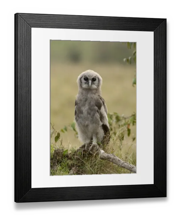 Framed Print : Verreauxs Eagle-owl (Bubo lacteus) juvenile, perched on fallen branch, Masai Mara, Kenya Framed Print : Verreauxs Eagle-owl (Bubo lacteus) juvenile, perched on fallen branch, Masai Mara, Kenya