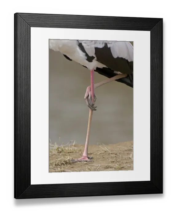 Framed Print : Yellow-billed Stork (Mycteria ibis) adult, standing on one leg, close-up of legs, Masai Mara, Kenya Framed Print : Yellow-billed Stork (Mycteria ibis) adult, standing on one leg, close-up of legs, Masai Mara, Kenya