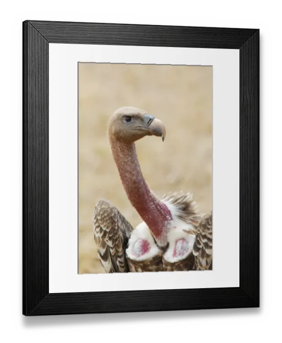 Framed Print : Rueppells Griffon Vulture (Gyps rueppellii) adult, close-up of head and neck, in savannah, Masai Mara N. P Framed Print : Rueppells Griffon Vulture (Gyps rueppellii) adult, close-up of head and neck, in savannah, Masai Mara N. P