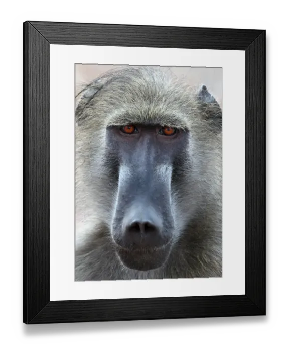 Framed Print : Chacma Baboon (Papio ursinus) adult male, close-up of head, Chobe N. P. Botswana Framed Print : Chacma Baboon (Papio ursinus) adult male, close-up of head, Chobe N. P. Botswana