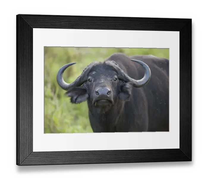 Framed Print : African Buffalo (Syncerus caffer) adult, close-up of head, flicking ears, Lake Mburo N. P. Uganda Framed Print : African Buffalo (Syncerus caffer) adult, close-up of head, flicking ears, Lake Mburo N. P. Uganda