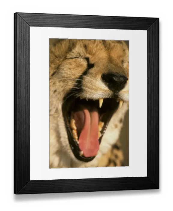 Framed Print : Cheetah (Acinonyx jubatus) Close-up of head - mouth open Framed Print : Cheetah (Acinonyx jubatus) Close-up of head - mouth open