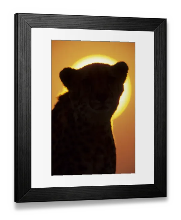 Framed Print : Cheetah (Acinonyx jubatus) Close-up of head silhouette against sun Framed Print : Cheetah (Acinonyx jubatus) Close-up of head silhouette against sun