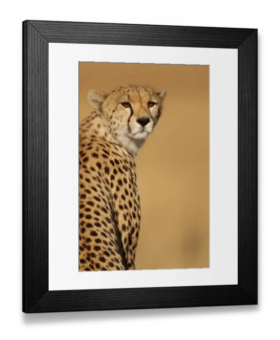 Framed Print : Cheetah (Acinonyx jubatus) Adult female, close-up of head - Masai Mara, Kenya
