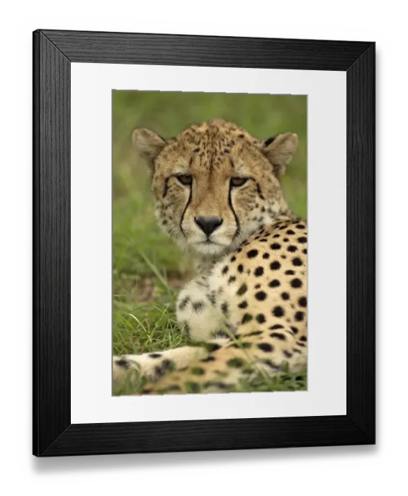 Framed Print : Cheetah (Acinonyx jubatus) Adult, close-up of head, Sabie Sand Game Reserve, South Africa Framed Print : Cheetah (Acinonyx jubatus) Adult, close-up of head, Sabie Sand Game Reserve, South Africa
