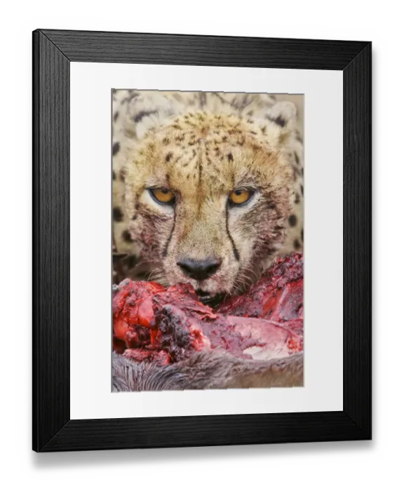 Framed Print : Cheetah (Acinonyx jubatus) close-up of adult, feeding, Kruger N. P. South Africa Framed Print : Cheetah (Acinonyx jubatus) close-up of adult, feeding, Kruger N. P. South Africa