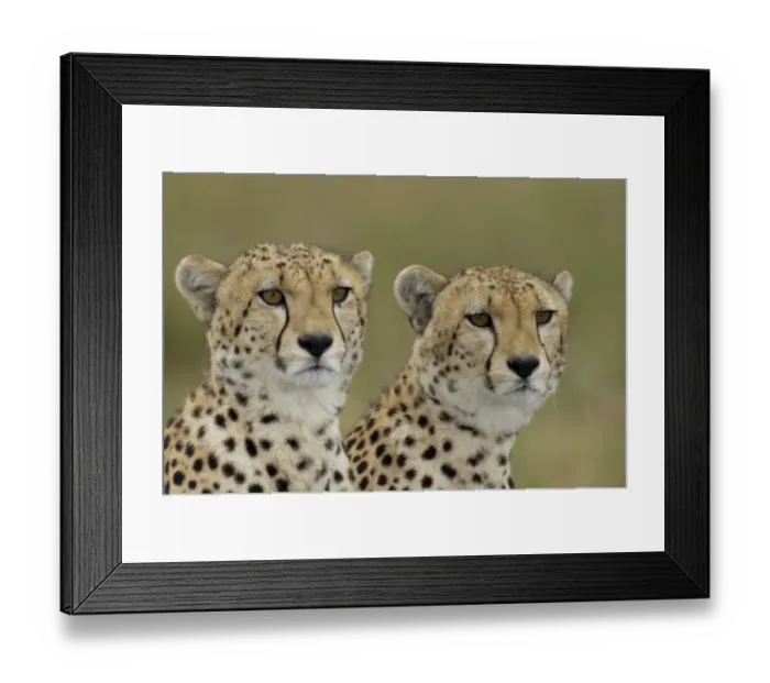Framed Print : Cheetah (Acinonyx jubatus) two immature males, close-up of heads, Masai Mara, Kenya Framed Print : Cheetah (Acinonyx jubatus) two immature males, close-up of heads, Masai Mara, Kenya