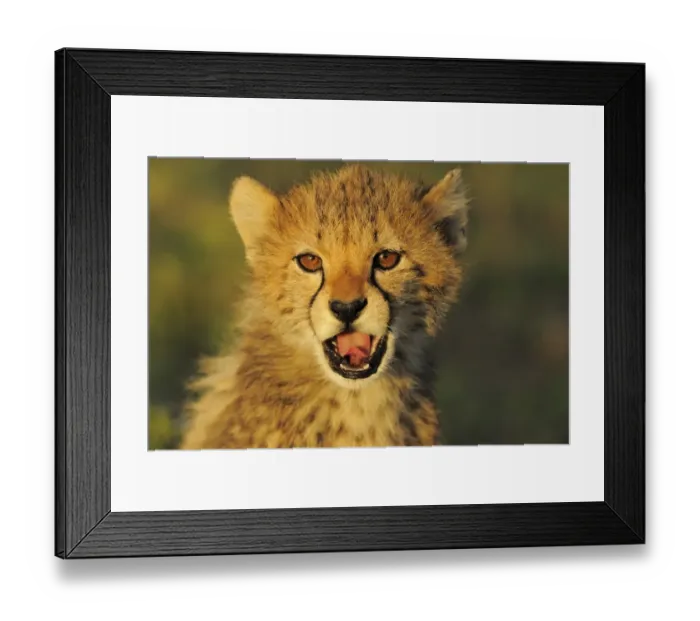 Framed Print : Cheetah (Acinonyx jubatus) cub, yawning, close-up of head, at dusk, Serengeti N. P. Tanzania Framed Print : Cheetah (Acinonyx jubatus) cub, yawning, close-up of head, at dusk, Serengeti N. P. Tanzania